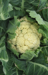 Samen Blumenkohl Neckarperle